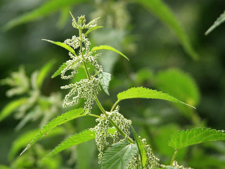 Stinging Nettles - Seed & Sparrow